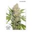 Auto lemon Kix 3pk
